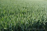 CFGej66.jpg 88898