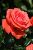 CFGek00.jpg 88932