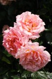 CFGek01.jpg 88933