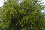 CFGek51.jpg 88983