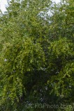 CFGek52.jpg 88984