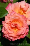 CFGek87.jpg 89019