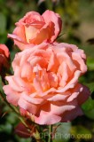 CFGek88.jpg 89020