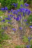 CFGel20.jpg 89052