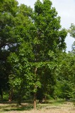 CFGel28.jpg 89060