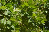 CFGel30.jpg 89062