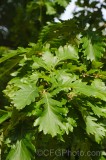 CFGel31.jpg 89063