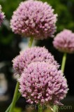 CFGel37.jpg 89069