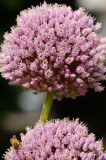 CFGel38.jpg 89070