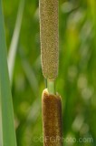 CFGel65.jpg 89097