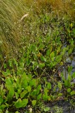 CFGem00.jpg 89132