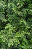 CFGen23.jpg 89255