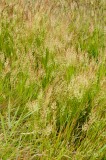 CFGeo57.jpg 89389