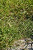CFGeo62.jpg 89394