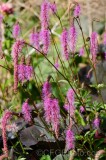 CFGep84.jpg 89516