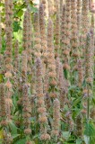 CFGep88.jpg 89520