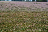CFGeq45.jpg 89577