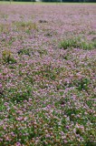 CFGeq49.jpg 89581