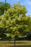 CFGeq52.jpg 89584