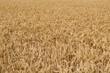 CFGeq64.jpg 89596