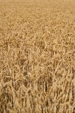 CFGeq65.jpg 89597