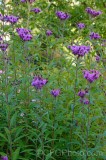 CFGeq84.jpg 89616