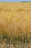 CFGer50.jpg 89682