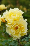 CFGer70.jpg 89702