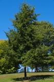 CFGes74.jpg 89806