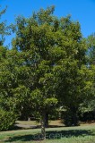 CFGes81.jpg 89813
