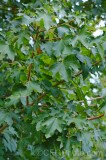 CFGet28.jpg 89860