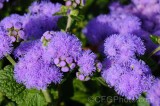 CFGet45.jpg 89877