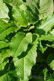 CFGev03.jpg 90035
