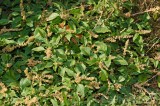 CFGev35.jpg 90067