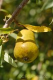 CFGev36.jpg 90068