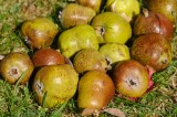 CFGev37.jpg 90069
