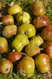 CFGev38.jpg 90070