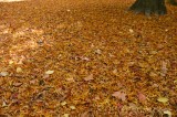 CFGev45.jpg 90077