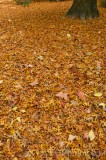 CFGev46.jpg 90078