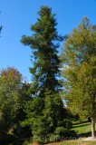 CFGev73.jpg 90105