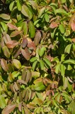 CFGev93.jpg 90125