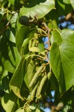CFGev98.jpg 90130