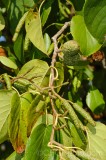 CFGev99.jpg 90131
