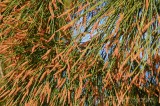 CFGew00.jpg 90132