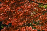 CFGew14.jpg 90146