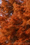 CFGew39.jpg 90171