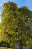 CFGew61.jpg 90193