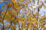 CFGew95.jpg 90227