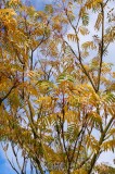 CFGew96.jpg 90228