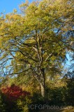 CFGex12.jpg 90244